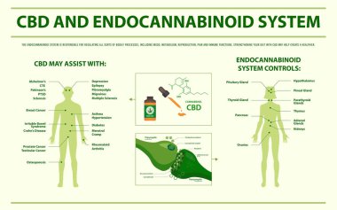 Cbd ve Enddocannabinoid Sistemi yatay infografik