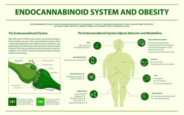 Endokannabinoid Sistemi ve Obezite yatay infografik