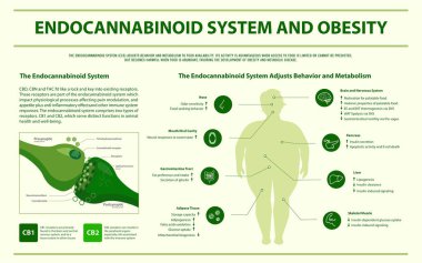 Endocannabinoid System and Obesity horizontal infographic clipart