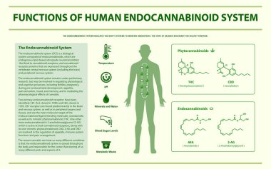İnsan Endokanbinoid Sisteminin Fonksiyonları yatay infografik