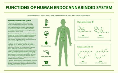 Functions of Human Endocananbinoid System horizontal infographic clipart