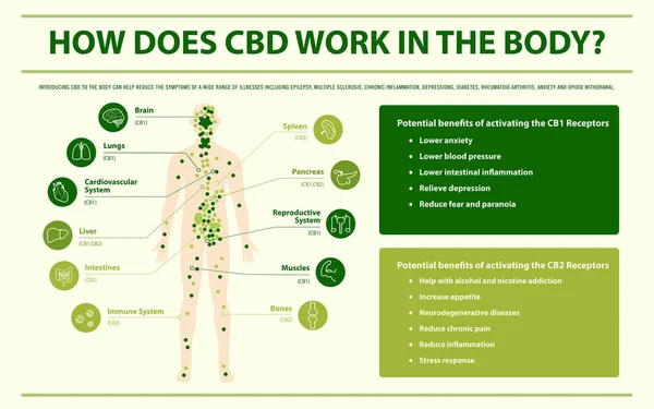 Come funziona CBD nel corpo infografica orizzontale — Vettoriale Stock