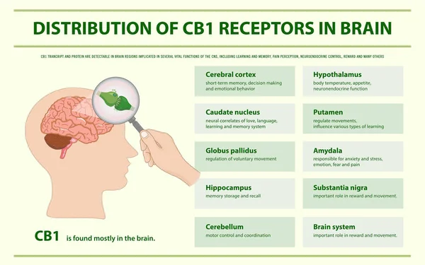 Distribuição dos Receptores CB1 no Infográfico Horizontal do Cérebro — Vetor de Stock