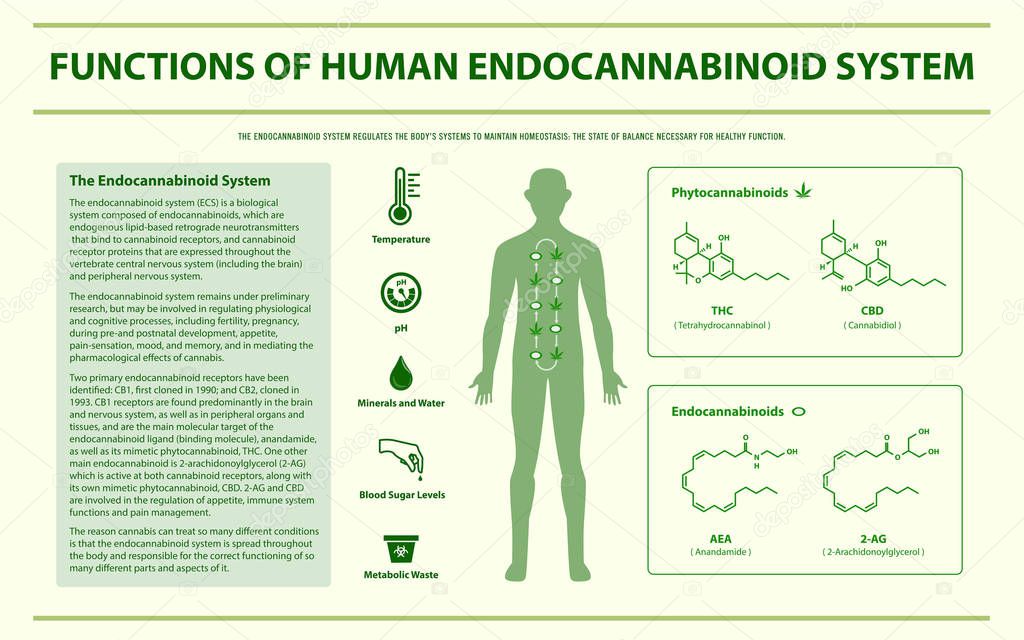 Functions of Human Endocananbinoid System horizontal infographic