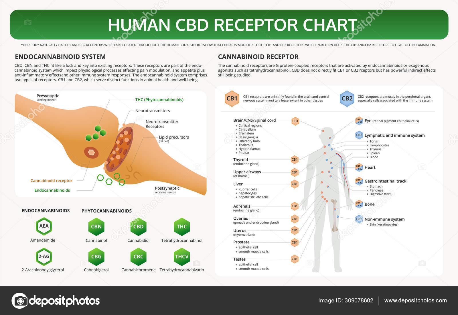 Cbd Chart