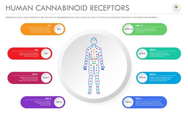 Human Cannabinoid Receptors horizontal business infographic clipart