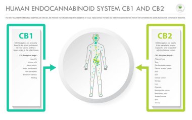 Human Endocannabinoid System CB1 and CB2 horizontal business infographic clipart