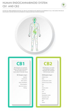 İnsan Enddokannabinoid Sistemi Cb1 ve Cb2 dikey iş infografik