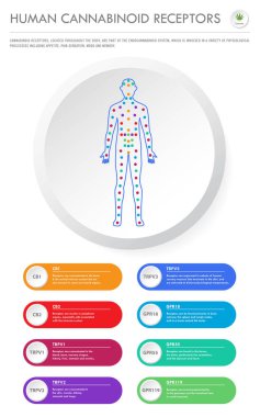 İnsan Kannabinoid Reseptörleri dikey iş infografik