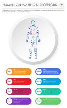 Human Cannabinoid Receptors vertical business infographic clipart