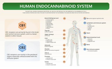 İnsan Endocannabinoid Sistemi yatay ders kitabı infografik