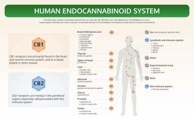 Human Endocannabinoid System horizontal textbook infographic clipart