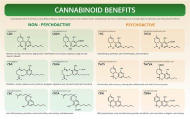 Cannabinoid Faydaları yatay ders kitabı infografik