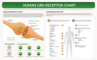 Human CBD Receptor Chart horizontal textbook infographic clipart