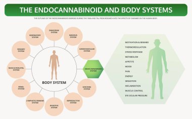 Endkannabinoid ve Vücut Sistemleri yatay ders kitabı infografik