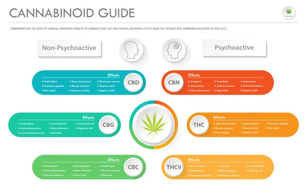 Cannabinoid Guide pozioma Infografika biznesowa — Wektor stockowy