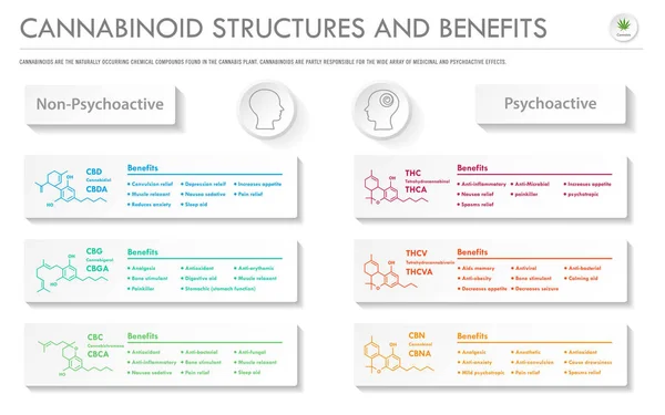 Cannabinoid-Strukturen und Vorteile horizontaler Geschäftsinfografik — Stockvektor