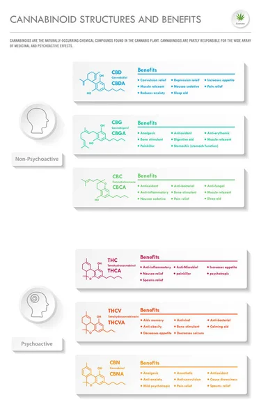 Cannabinoid-Strukturen und Vorteile vertikaler Geschäftsinfografik — Stockvektor