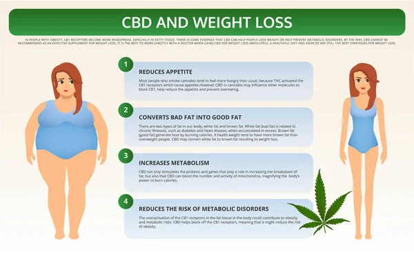 CBD and Weight Loss horizontal textbook infographic — Stock Vector