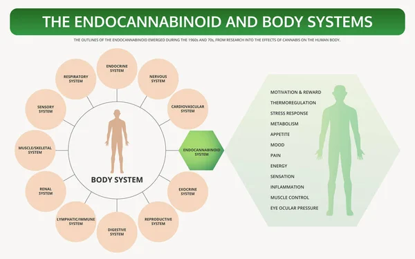 Endkannabinoid ve Vücut Sistemleri yatay ders kitabı infografik — Stok Vektör