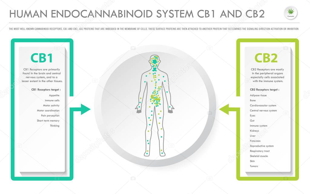 Human Endocannabinoid System CB1 and CB2 horizontal business infographic
