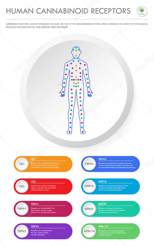 Human Cannabinoid Receptors vertical business infographic