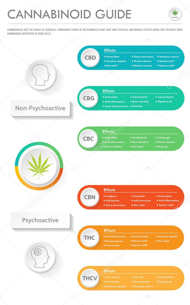 Cannabinoid Guide vertical business infographic