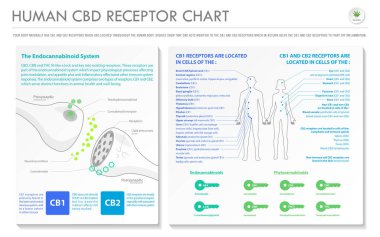 İnsan Cbd Reseptör grafik yatay iş infografik