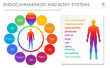 Endokannabinoid ve Vücut Sistemleri yatay iş infografik
