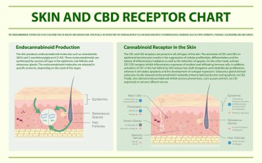 Skin and CBD Receptor Chart horizontal infographic clipart