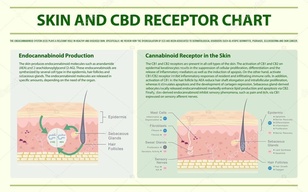 Skin and CBD Receptor Chart horizontal infographic