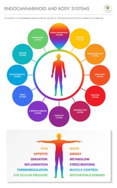 Endocannabinoid and Body Systems vertical business infographic clipart