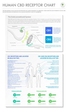 İnsan Cbd Receptor grafiği dikey iş bilgisi