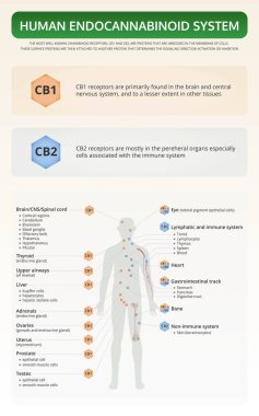 İnsan Endocannabinoid Sistemi dikey ders kitabı bilgisiName