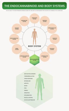 Endocannabinoid and Body Systems vertical textbook infographic clipart