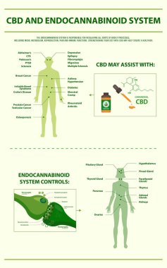 Cbd ve Endocannabinoid Sistem dikey bilgi