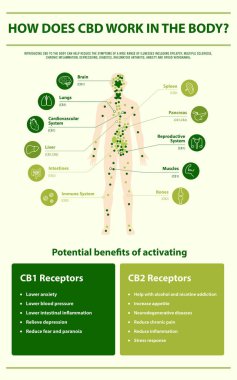 How Does CBD Work in the vertical infographic clipart
