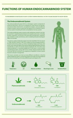 İnsan Endocannabinoid Sistemi dikey bilgi işlevleri