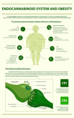 Endocannabinoid System and Obesity vertical infographic clipart