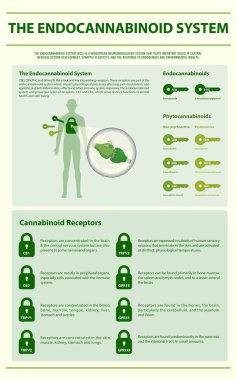 Endocannabinoid Sistemi dikey bilgi