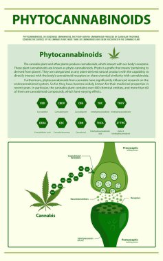 Phytocannabinoids dikey bilgi aktarımı