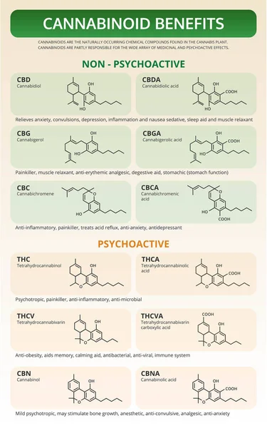 Cannabinoid profitiert von vertikaler Lehrbuch-Infografik — Stockvektor