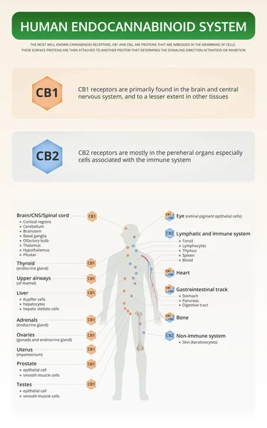 Humanes Endocannabinoidsystem vertikale Lehrbuch-Infografik — Stockvektor