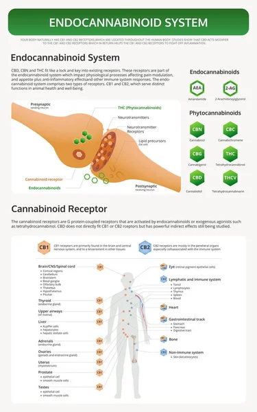 Endocannabinoïde Systeem verticaal leerboek infographic — Stockvector