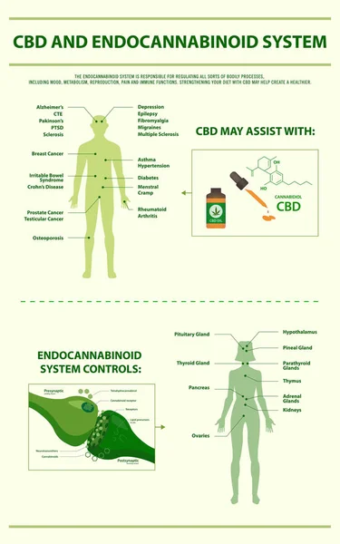 Cbd und Endocannabinoid-System vertikale Infografik — Stockvektor