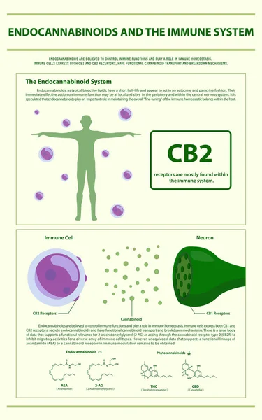 Endocannabinoïden en het Immuunsysteem verticaal infographic — Stockvector