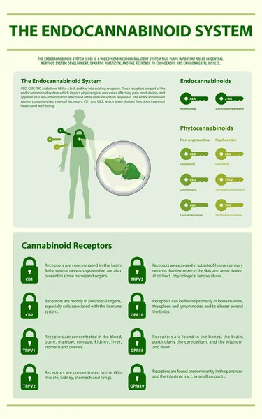 Het EndocannabinoÔdensysteem verticaal infographic — Stockvector