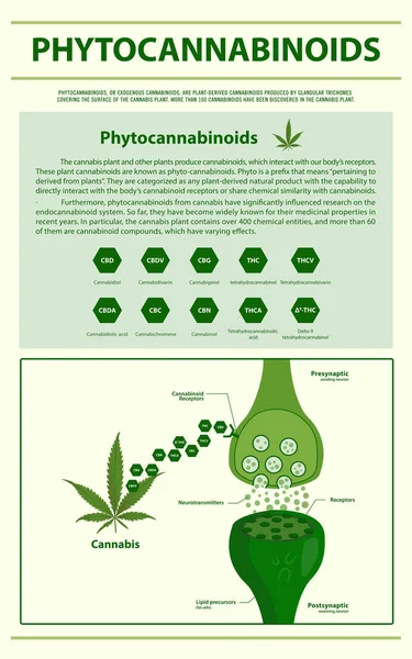 Fytocannabinoïden verticaal infographic — Stockvector