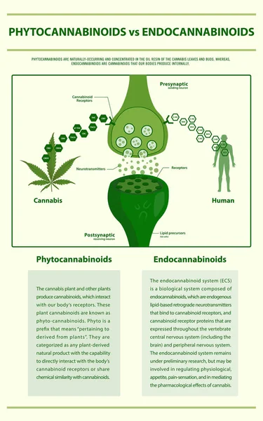 Fitocanabinoides vs Endocanabinoides infográfico vertical — Vetor de Stock
