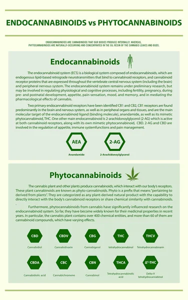 Endocannabinoide gegen Phytocannabinoide vertikale Infografik — Stockvektor